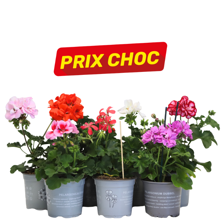 Assorted potted geraniums (pelargoniums) with colourful blooms beneath a red 'PRIX CHOC' sale sign