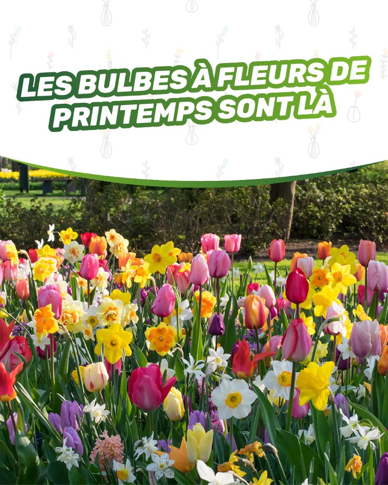 Colourful bed of spring tulips and daffodils under a banner saying 'Les bulbes à fleurs de printemps sont là'