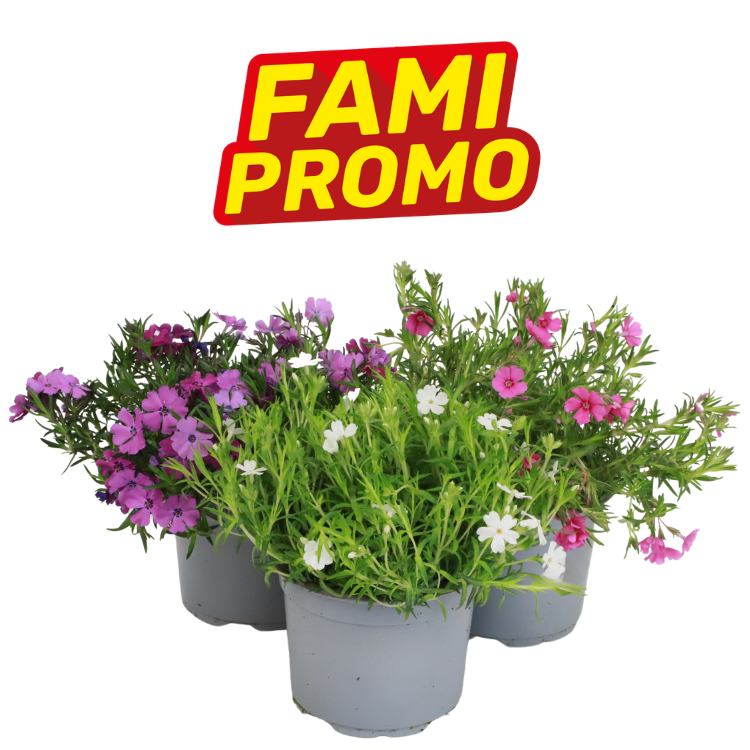 Three grey plant pots with pink, purple and white flowering phlox under a red and yellow "FAMI PROMO" logo