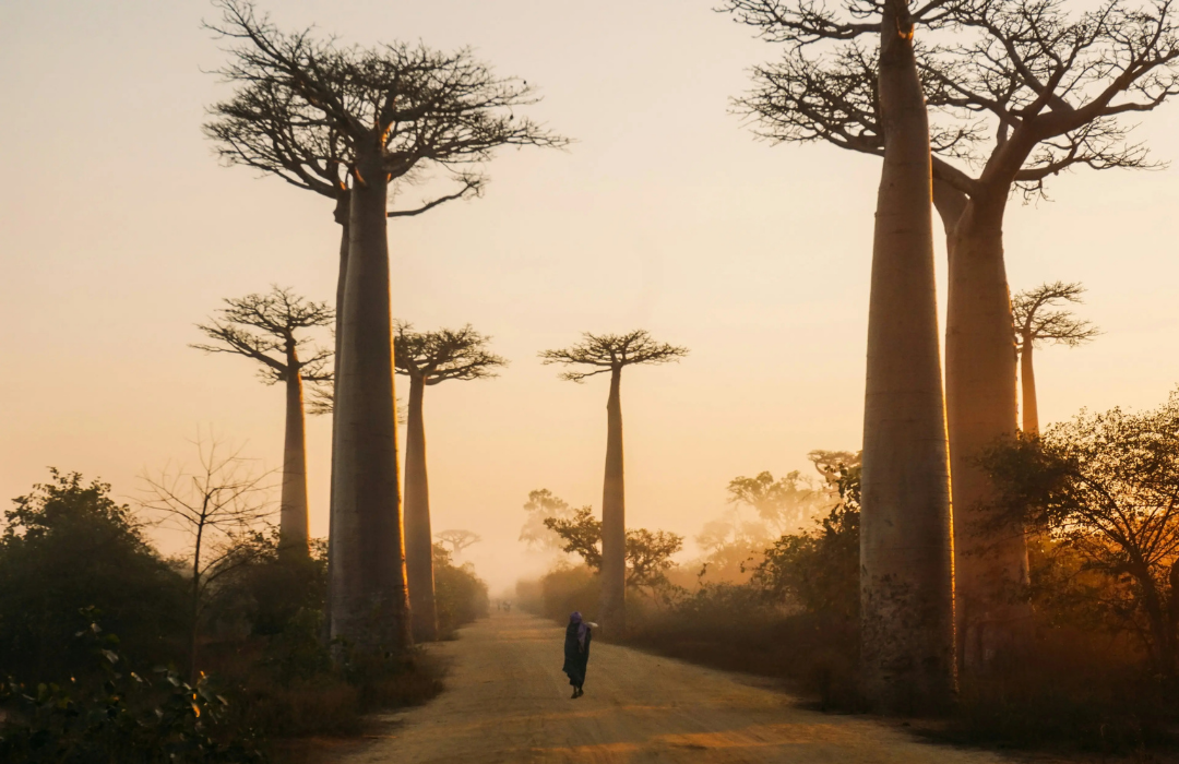 Sunrise between towering baobab trees along a dusty road, a solitary figure walking into misty golden light
