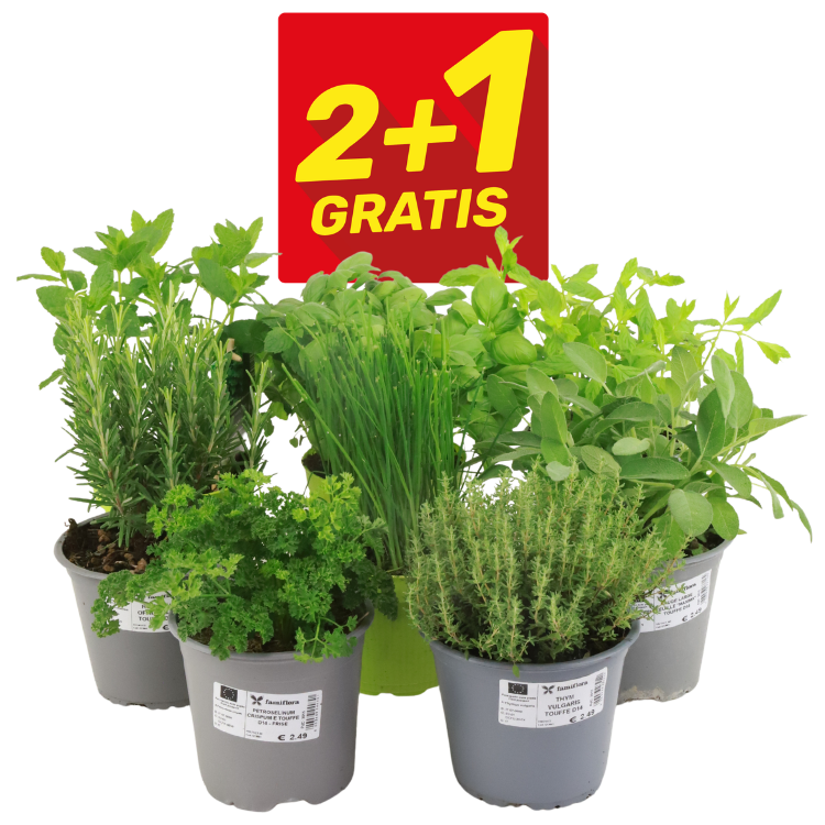 Potted kitchen herbs (parsley, chives, rosemary, thyme, sage) grouped together with a red '2+1 gratis' promotional sign