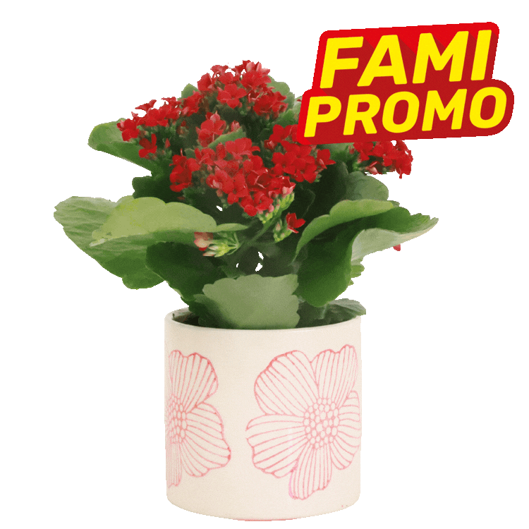 Assortment of colourful Kalanchoe flowering houseplants in decorative patterned ceramic pots, each with a bright promotional sticker