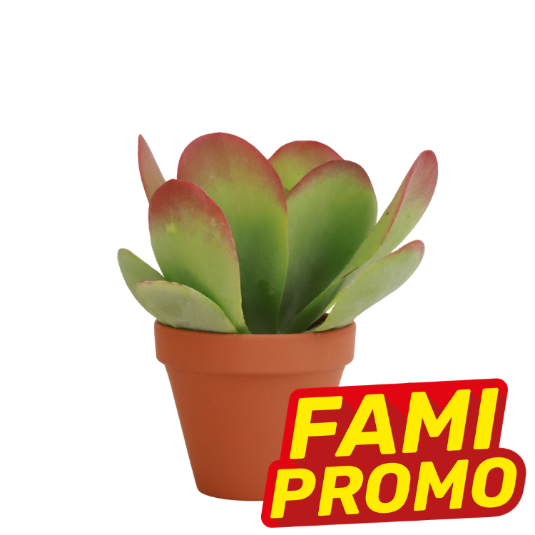 Paddle succulent with red-tipped green leaves in a terracotta pot, labelled with a red and yellow 'FAMI PROMO' sale badge
