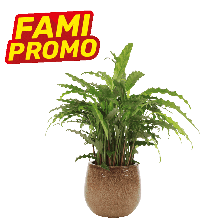Five potted houseplants on a white background with red-yellow "FAMI PROMO" sale labels, tropical indoor plants in small ceramic pots