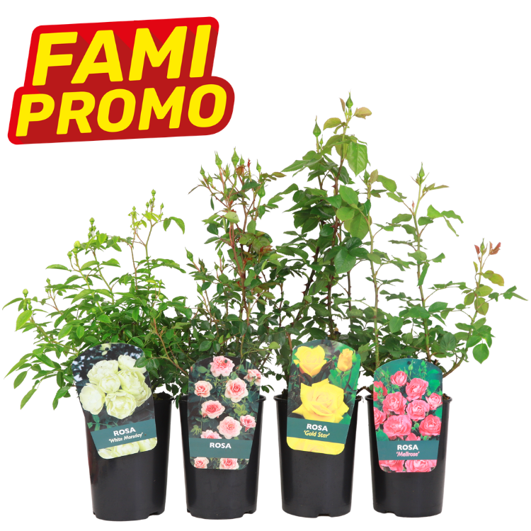 Four potted rose plants with labelled varieties (white, pink, yellow, pink) on a white background and a red-yellow "FAMI PROMO" banner