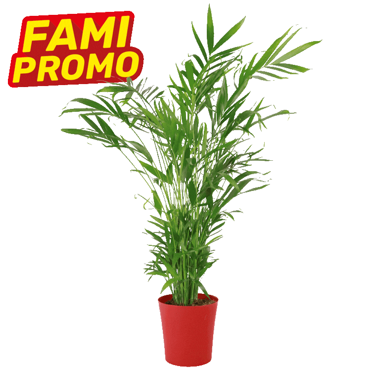 Two tall potted palm plants with FAMI PROMO promotional labels and a small red pot on a white background