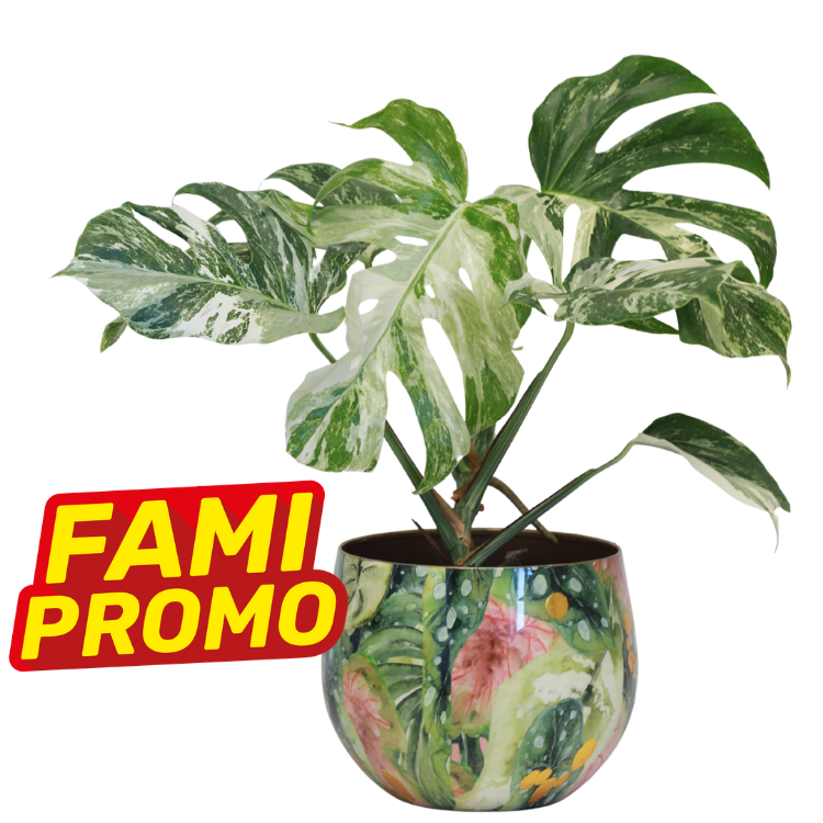 Variegated Monstera deliciosa with large split leaves in colourful ceramic pot, FAMI PROMO sale badge