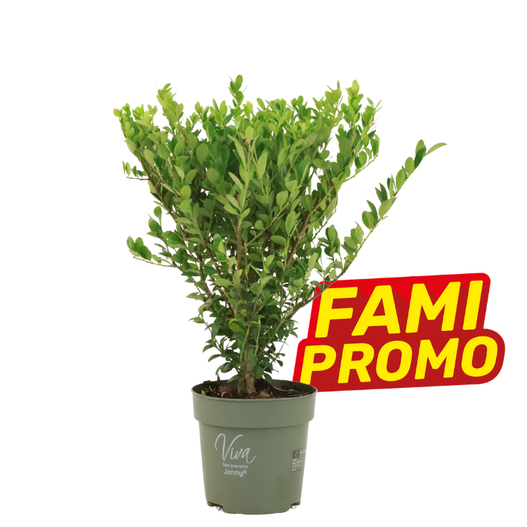 Potted green ornamental shrub in a grey plastic pot labelled 'Viva Jenny', promotional 'FAMI PROMO' badge
