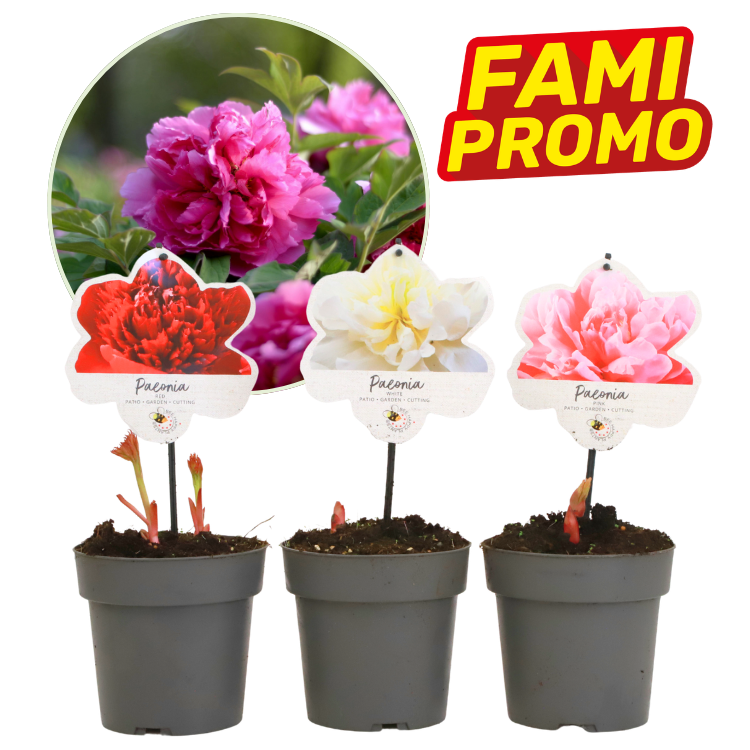 Three potted Paeonia (peony) shoots with red, white and pink flower labels, inset pink peony bloom and yellow-red Fami Promo badge