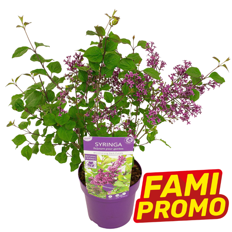 Potted Syringa (dark purple lilac) with clusters of purple flowers and green leaves in a purple pot with FAMI PROMO sticker