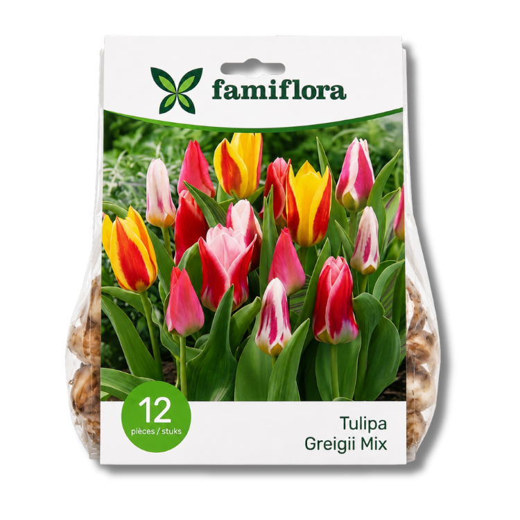 Packet of Famiflora Tulipa Greigii Mix tulip bulbs (12 pieces) showing multicoloured red, yellow and pink blooms