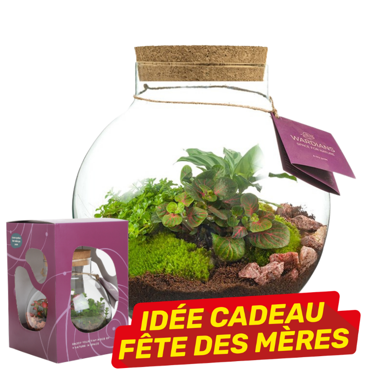 Glass jar terrarium with moss, small plants and cork lid, attached gift tag and boxed packaging — Mother's Day gift idea