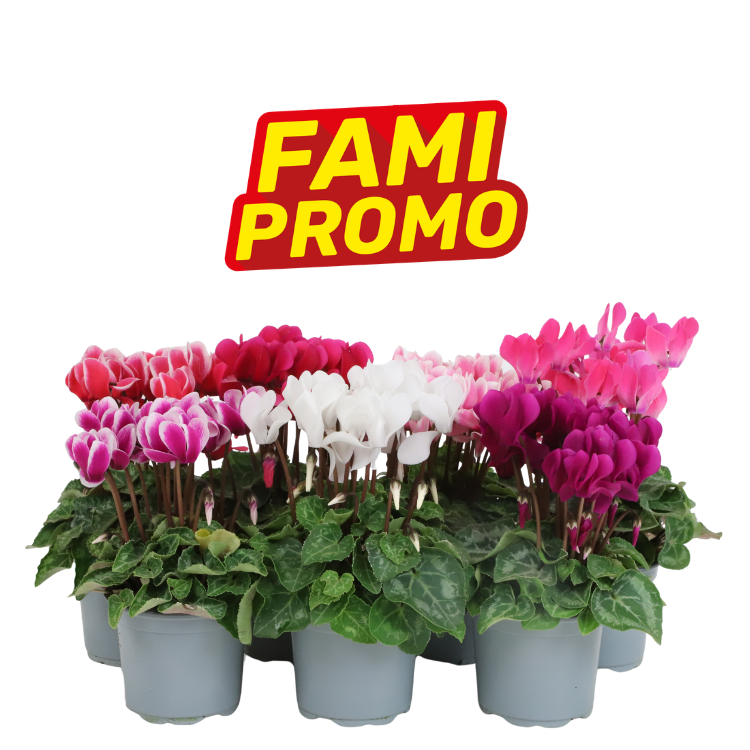 FAMI PROMO logo above tray of multicoloured cyclamen plants in grey pots on white background