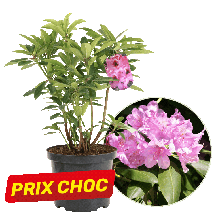 Two potted rhododendron plants with pink blooms, circular close-up flower insets and red "PRIX CHOC" sale labels