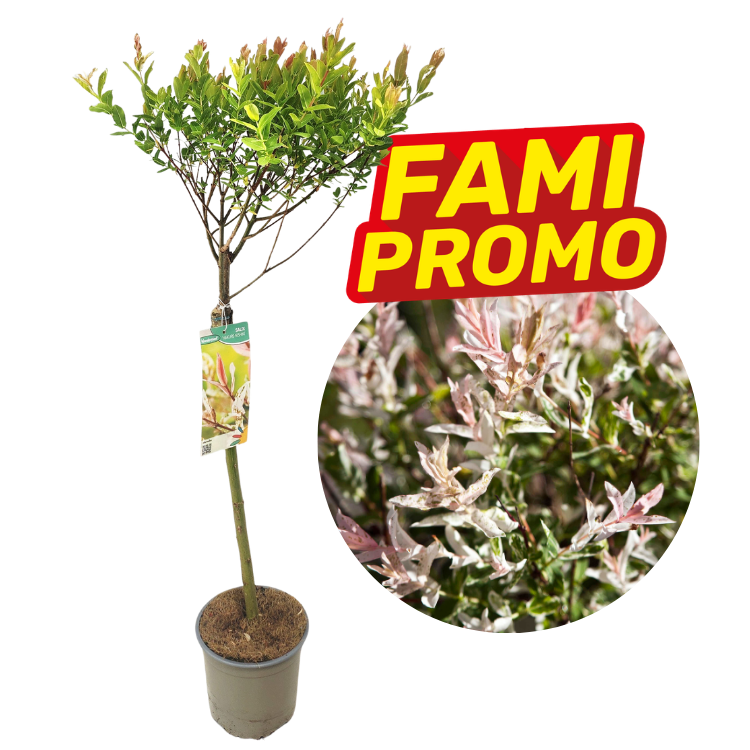 Grafted variegated willow with dappled pink and white leaves in a nursery pot, featuring a promotional 'FAMI PROMO' tag