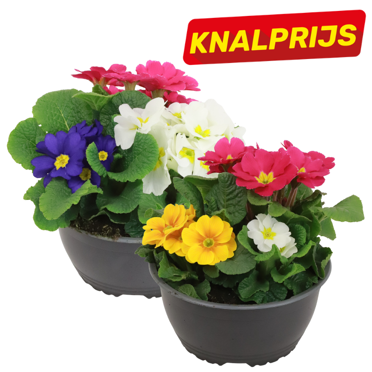 Two plastic pots of mixed primroses with colourful pink, white, purple and yellow blooms and green leaves, with a bright 'KNALPRIJS' sale label