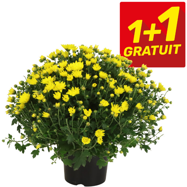 Potted yellow chrysanthemum in black pot with red "1+1 Gratuit" promotional badge — buy one get one free offer