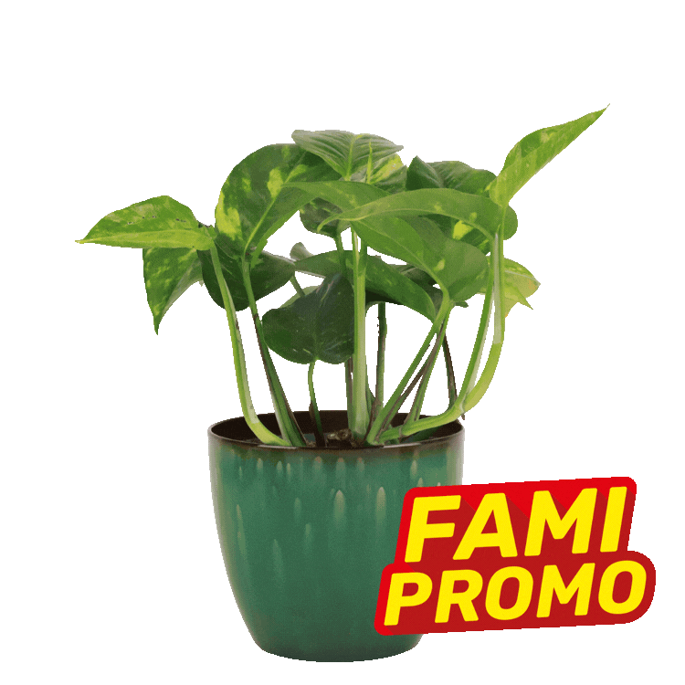 Three potted green houseplants in brown and green ceramic pots with yellow-red 'FAMI PROMO' sale labels on white background