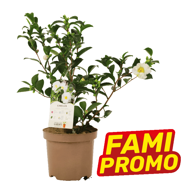 Three potted camellia plants with white and pink blooms on white background, each marked with a red-yellow "FAMI PROMO" sale label