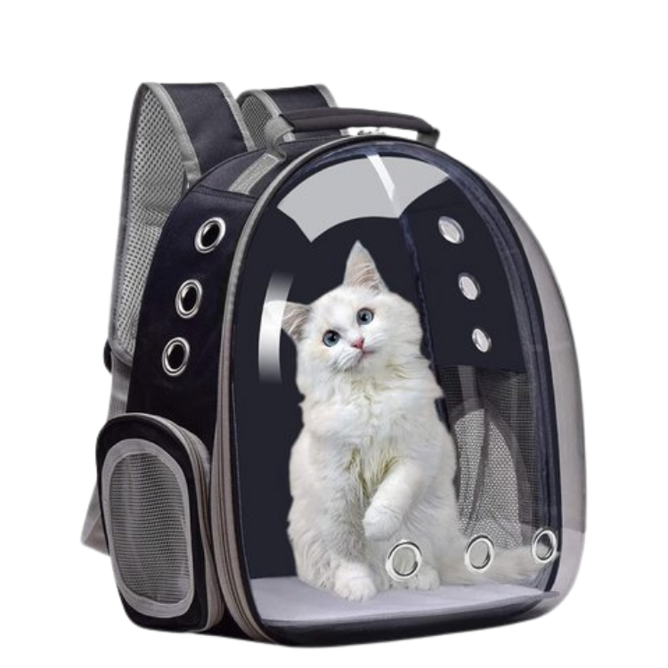 White fluffy blue‑eyed cat in a transparent bubble-window pet carrier backpack with ventilation holes