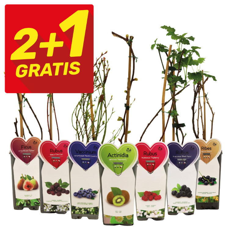 2+1 Gratis sign above a row of young fruit plants in pots with heart-shaped labels: fig, blueberry, kiwi, raspberry