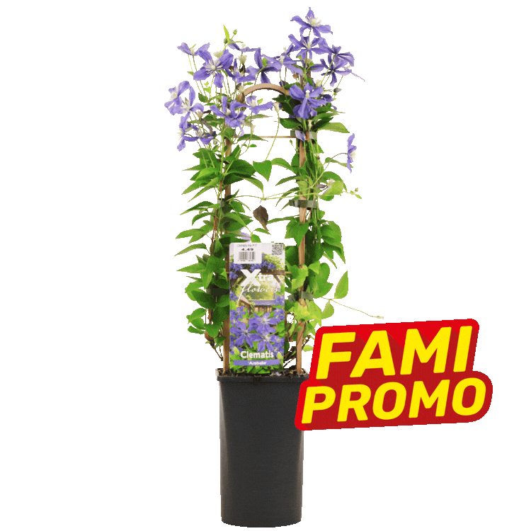 Five potted clematis climbing plants in purple, pink and white with trellis supports and red "FAMI PROMO" sale labels on a white background