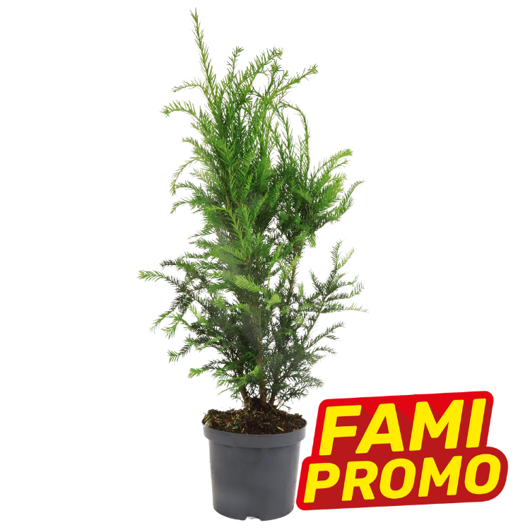 Young potted conifer sapling in a black plastic pot with a bright 'FAMI PROMO' sale sticker