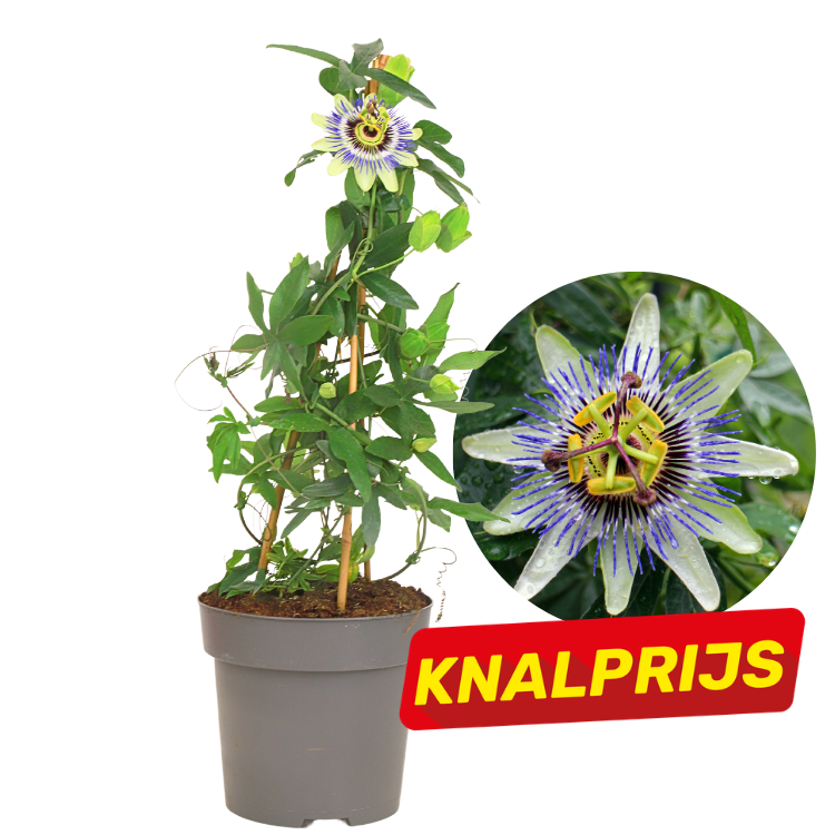 Potted passionflower (Passiflora) vine on a bamboo trellis with inset close-up of purple-white passionflower and red 'KNALPRIJS' sale badge