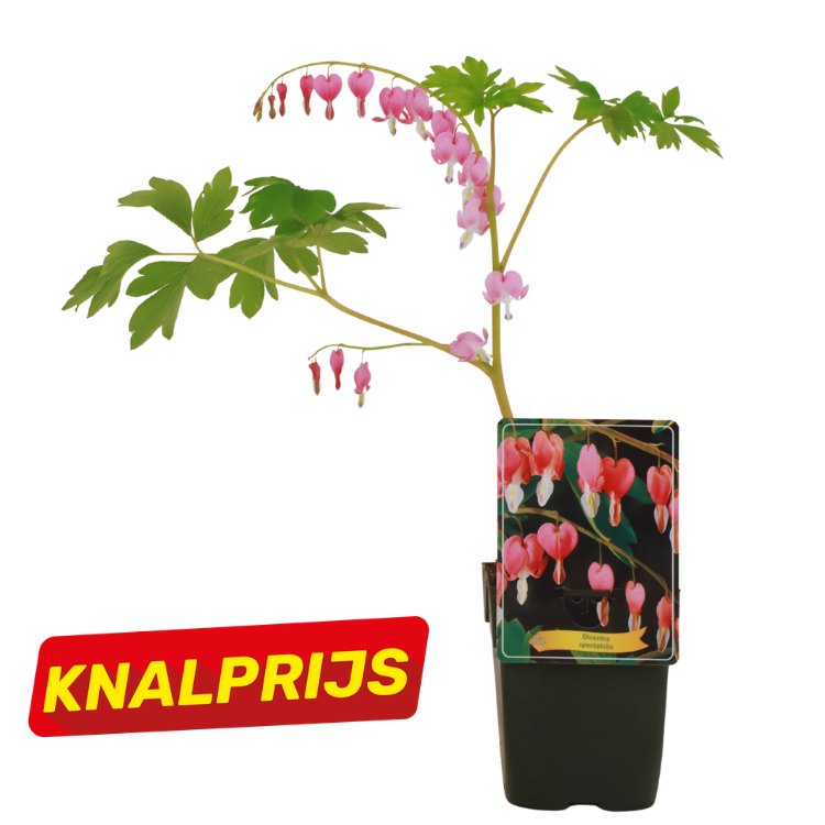 Potted pink bleeding heart (Dicentra spectabilis) with arching stems and heart-shaped flowers and red 'KNALPRIJS' bargain badge
