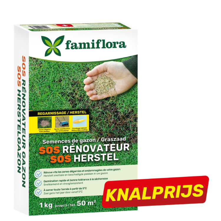 Box of Famiflora SOS lawn repair grass seed, hand sprinkling seeds on green turf, 1 kg pack with red promotional sticker