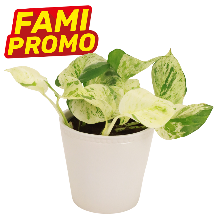 Variegated pothos houseplant in white pot with green and cream leaves, accompanied by red 'FAMI PROMO' promotional badge