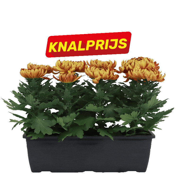 Three black rectangular planters containing orange and yellow chrysanthemum flowers, each with a red "KNALPRIJS" sale label