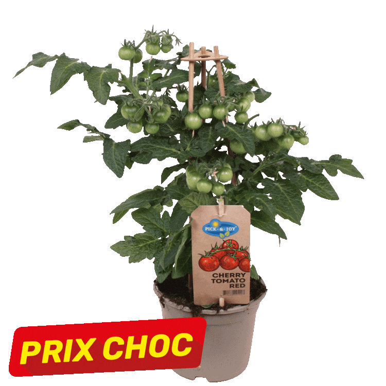 Four potted vegetable plants (tomato, pepper, cucumber) with 'PRIX CHOC' price tags on white background