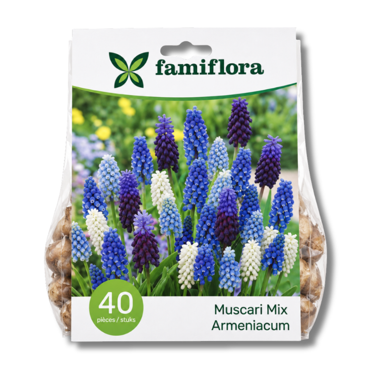 Pack of 40 Famiflora Muscari armeniacum bulbs showing blue, purple and white grape hyacinth flowers