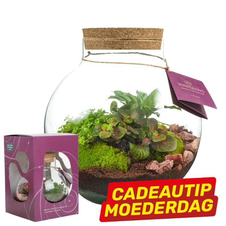 Glass corked tabletop terrarium with moss, fittonia and small plants in layered soil and stones, shown with purple gift box and Mother's Day gift-tip tag