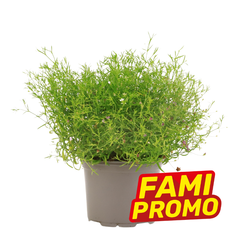 Potted green foliage plant with tiny pink flowers in a grey plastic pot, 'FAMI PROMO' promotional badge bottom-right on white background