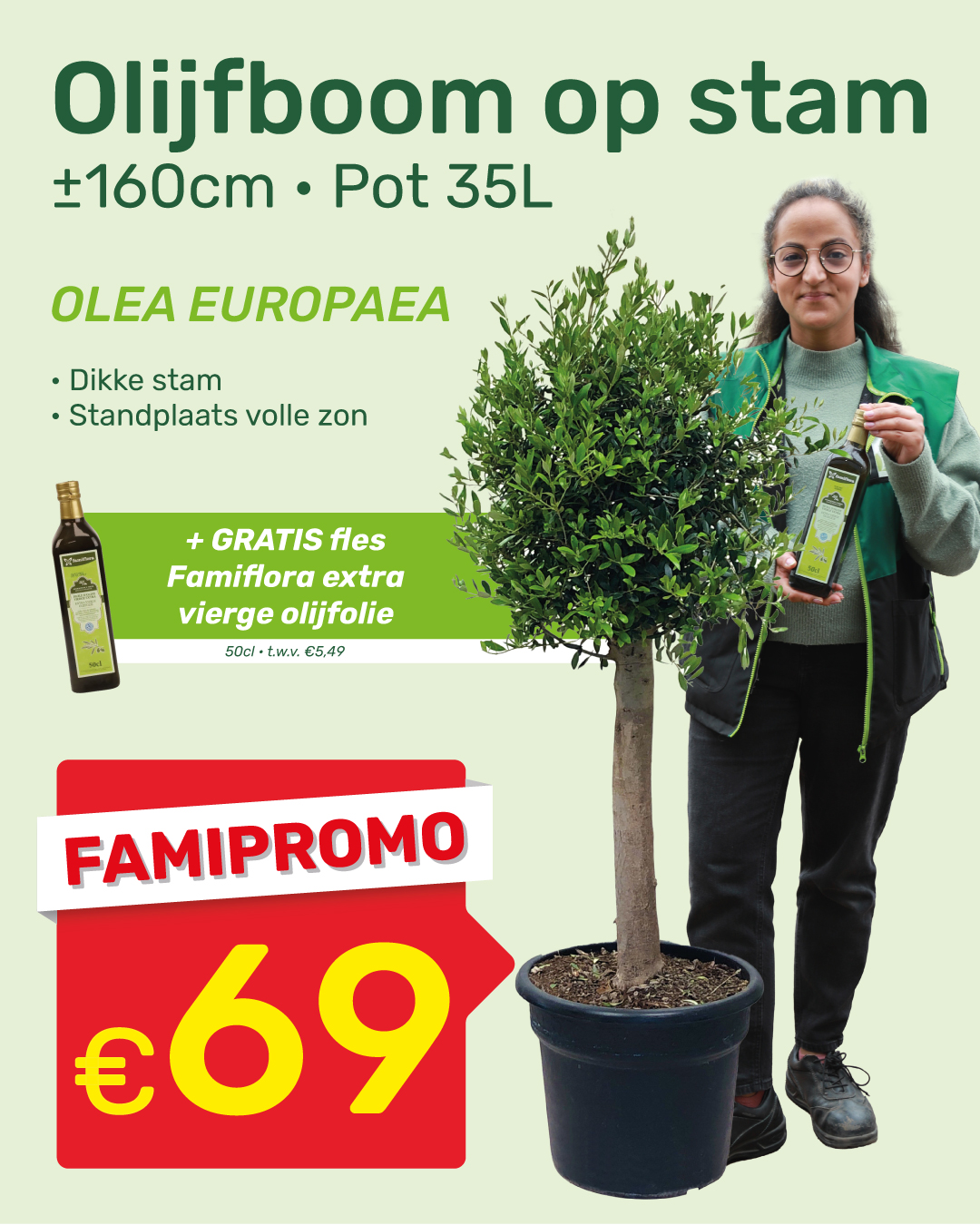 Potted olive tree on stem (approx. 160cm, 35L pot) beside person holding a bottle, promotional €69 tag and free extra virgin olive oil