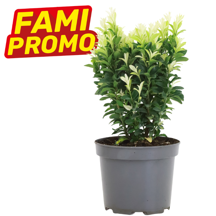 Variegated boxwood shrub in grey plastic pot with yellow-and-red 'FAMI PROMO' sale badge on white background