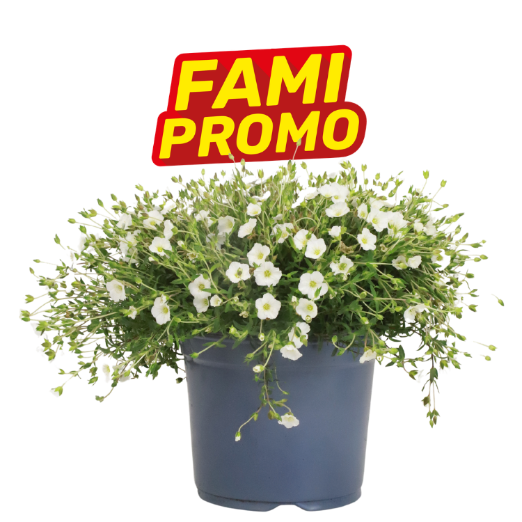 Potted small white flowering annual in blue plastic pot under red-and-yellow 'FAMI PROMO' promotional sign