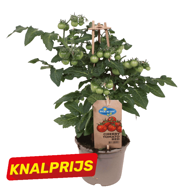 Four potted vegetable plants (tomato, cherry tomato, pepper and cucumber) with red 'KNALPRIJS' sale labels on white background