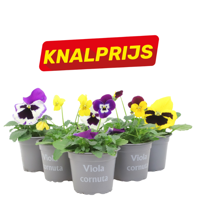 Row of potted Viola cornuta pansies in purple and yellow with a red 'KNALPR IJS' sale banner above