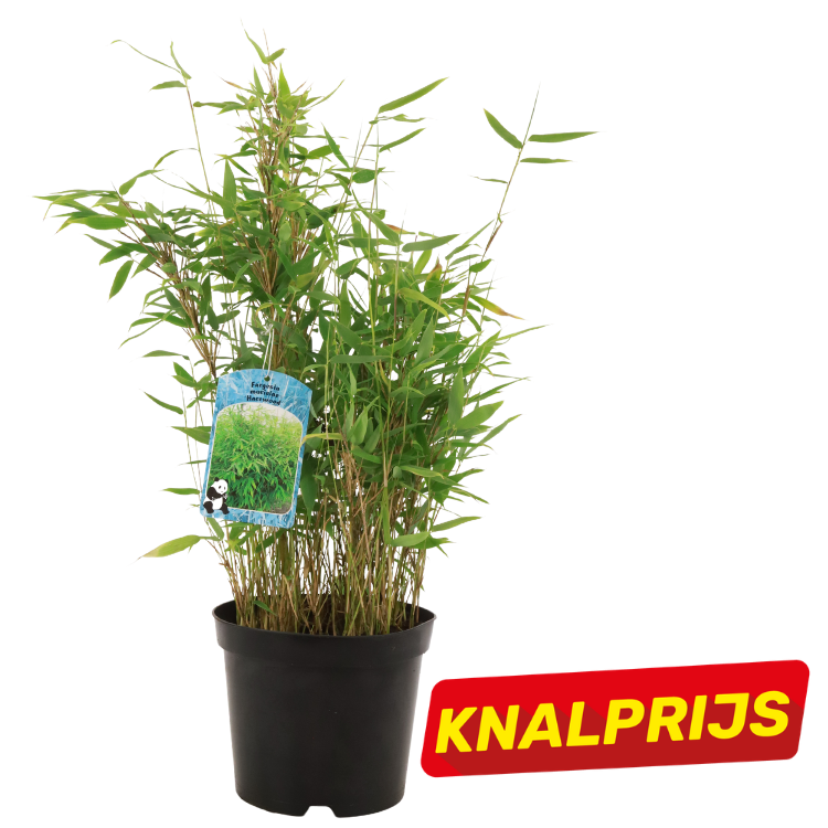 Potted bamboo plant in a black nursery pot with lush green leaves and a red ‘KNALPRIJS’ sale label