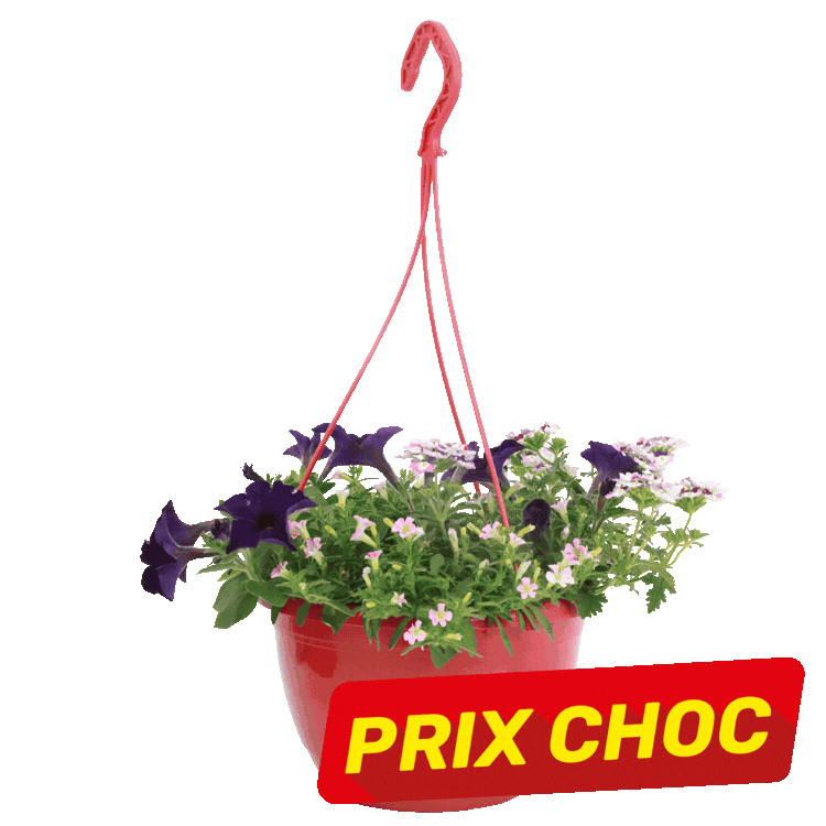 Multiple colourful hanging flower baskets with petunias on white background, red 'PRIX CHOC' sale labels