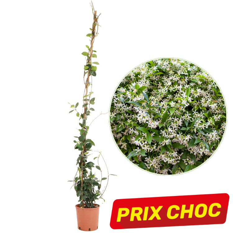 Potted star jasmine (Trachelospermum jasminoides) vine trained on a bamboo cane with close-up of fragrant white flowers and 'Prix Choc' label