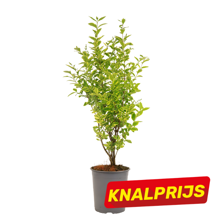 Potted variegated green shrub in grey plastic pot on white background with red and yellow "KNALPRIJS" sale badge
