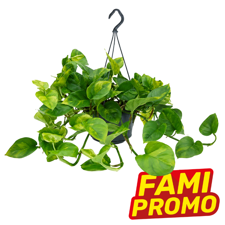 Trailing golden pothos in a black hanging pot with glossy heart-shaped green leaves, promotional 'FAMI PROMO' badge visible