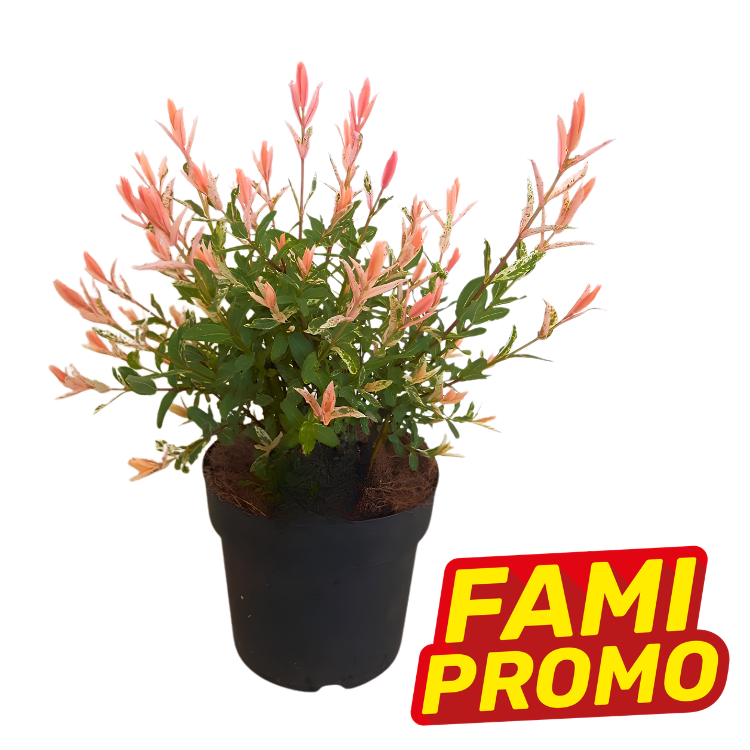 Small potted shrub with pink new-growth leaves in a black plastic pot and a "FAMI PROMO" badge on white background