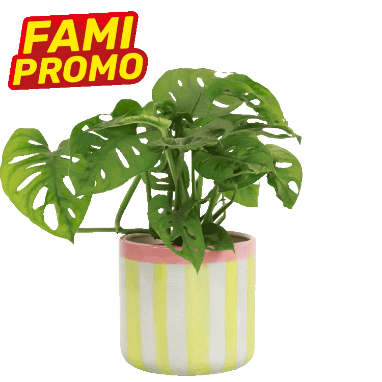 Two Monstera adansonii houseplants in pastel-striped ceramic pots with 'Fami Promo' promotional badges on a bright white background
