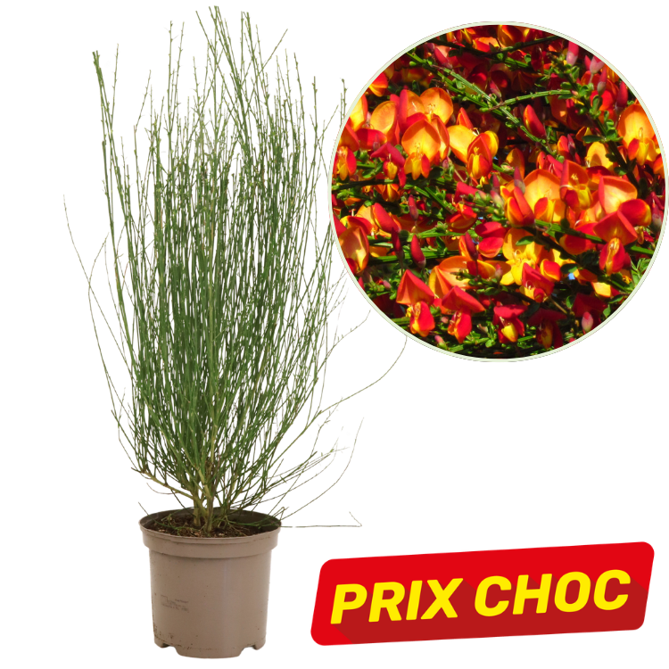 Potted broom plant with tall thin green stems and inset close-up of vivid red-orange pea-like flowers; 'PRIX CHOC' label