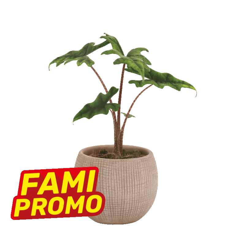 Two small green tropical houseplants in beige textured pots with red "FAMI PROMO" badges on a white background